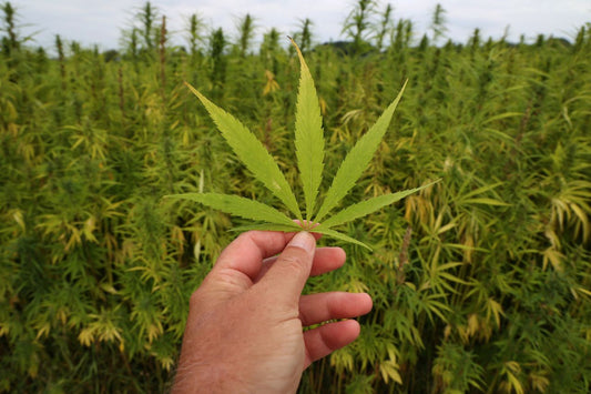 Depenalizzazione della cannabis in Germania