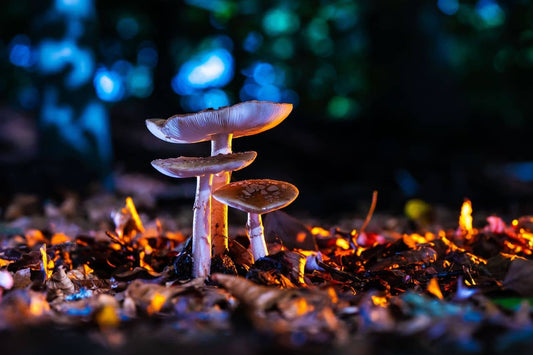 Crescita dei funghi