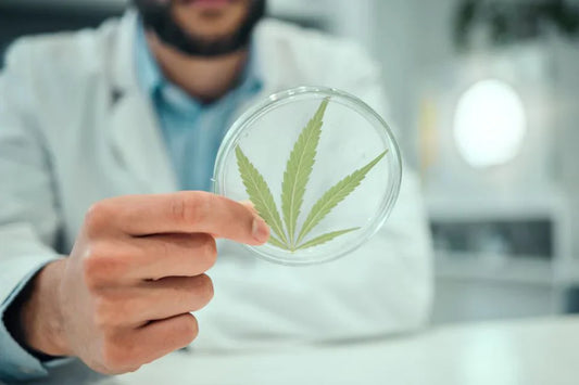 Un uomo che tiene in mano foglie di CBD sopra un contenitore
