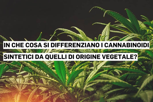 Confronto tra cannabinoidi sintetici e cannabinoidi naturali di origine vegetale.
