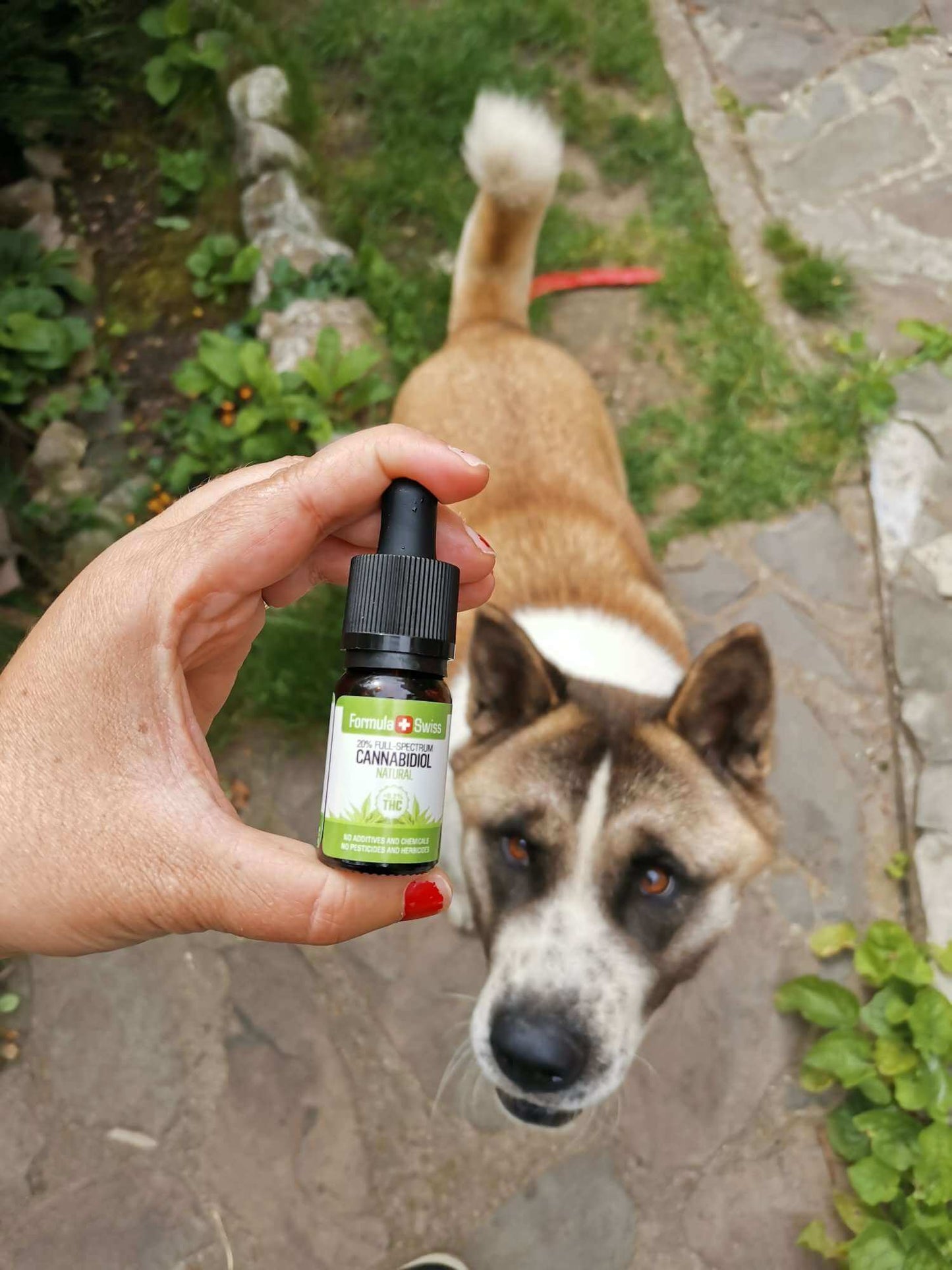 Formula Swiss olio di CBD biologico in olio naturale