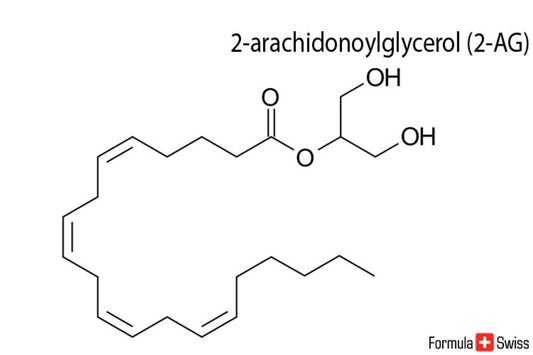 2-AG e anandamide: due importanti endocannabinoidi