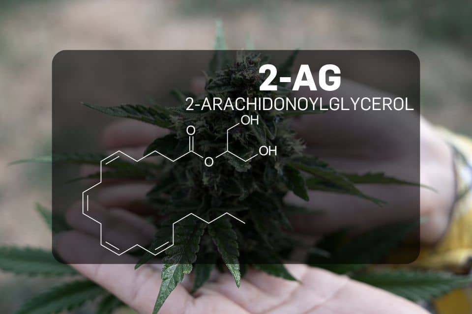 Struttura chimica del 2-Arachidonoilglicerolo (2-AG)