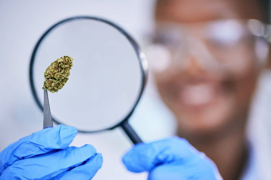 Osservazioni scientifiche sulla cannabis