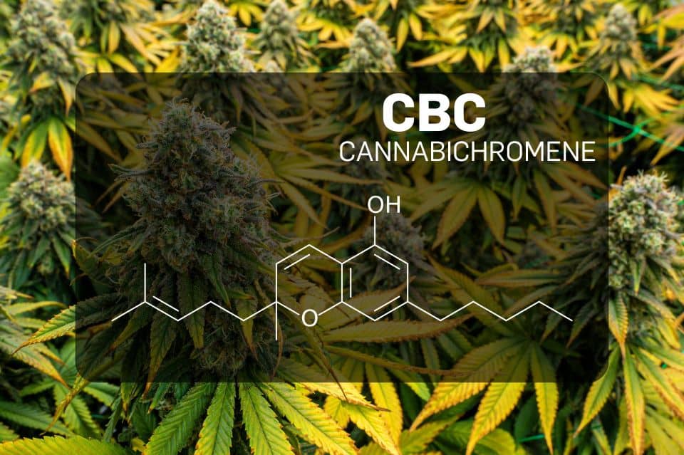 Cannabicromene (CBC)