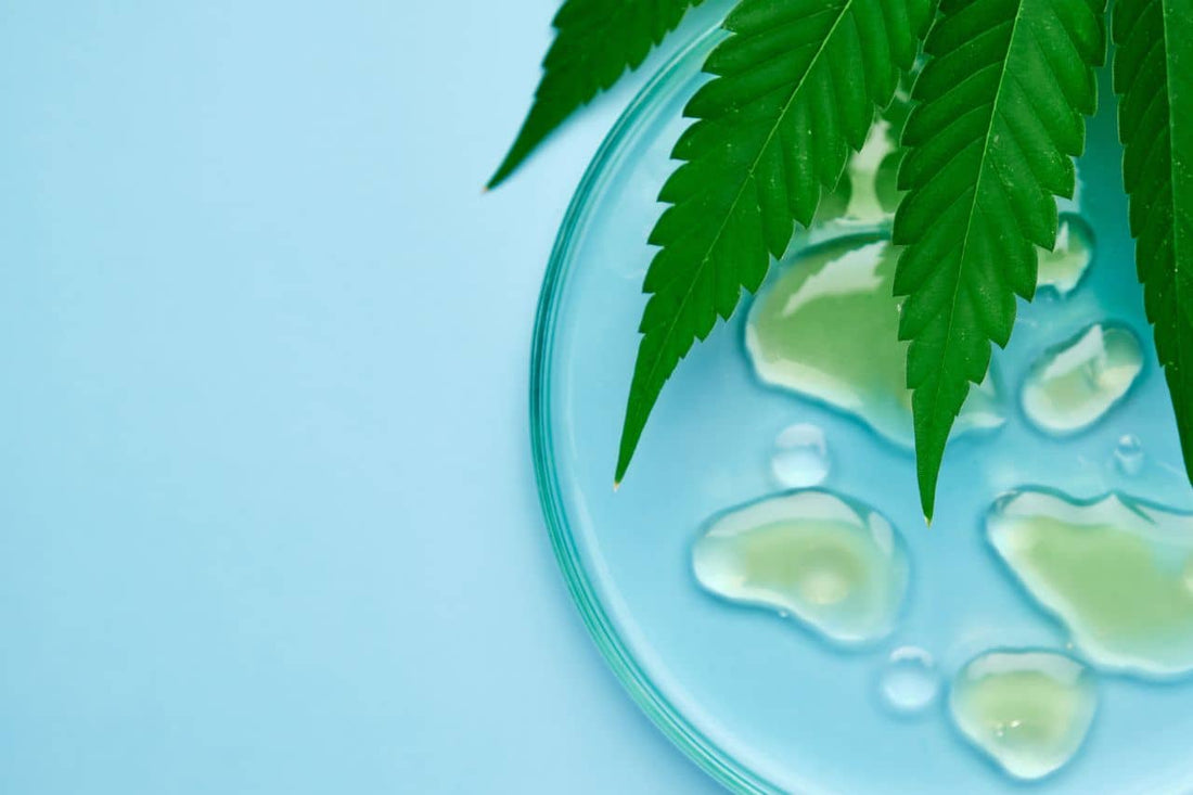  foglie di cannabis e gocce di olio di canapa