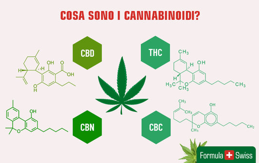 Cosa sono i cannabinoidi? La guida completa ai cannabinoidi ed i loro benefici