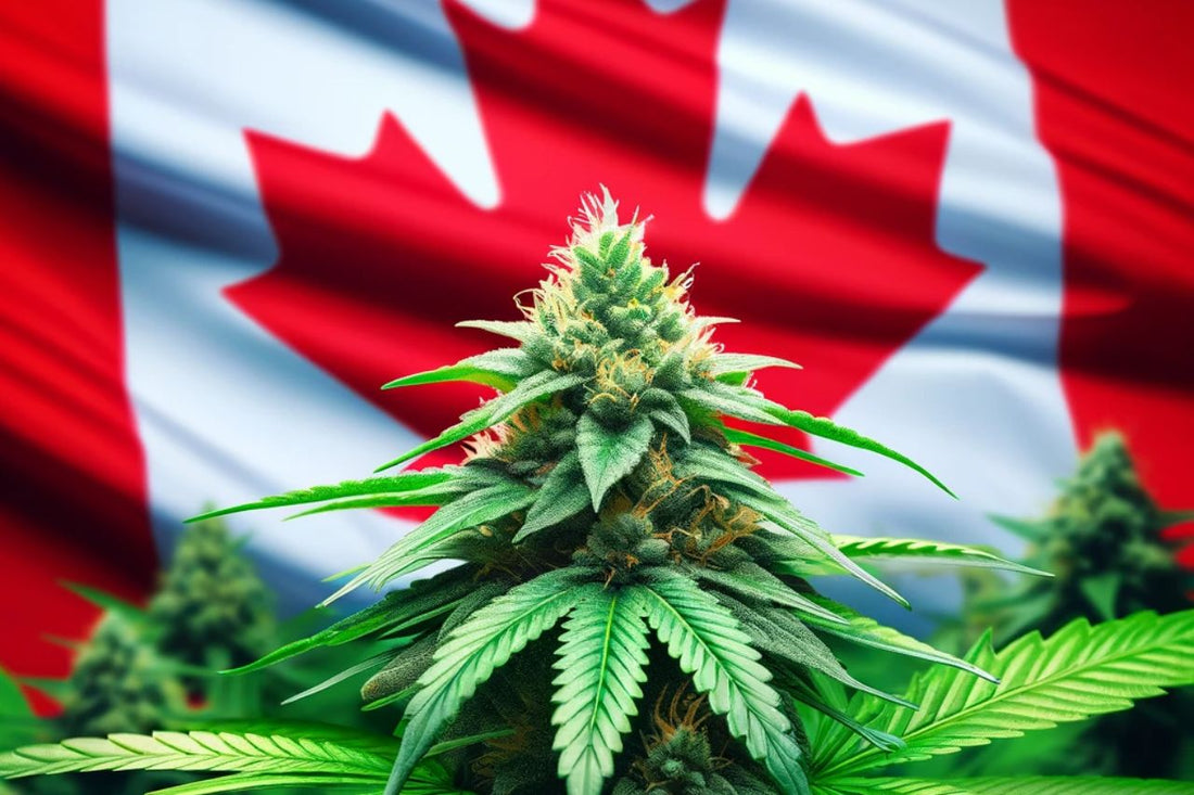 Pianta di cannabis davanti alla bandiera canadese