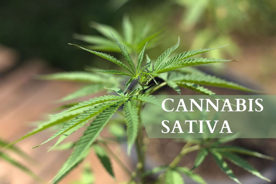 Che cos'è la Cannabis Sativa?