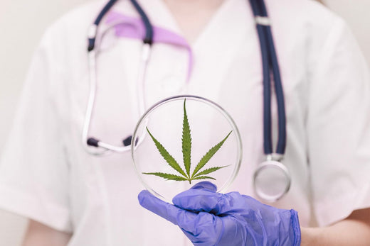 Professionista medico che tiene una foglia di cannabis