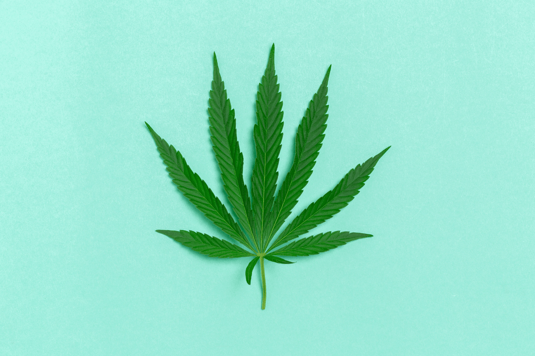 Che cos'è la cannabis?