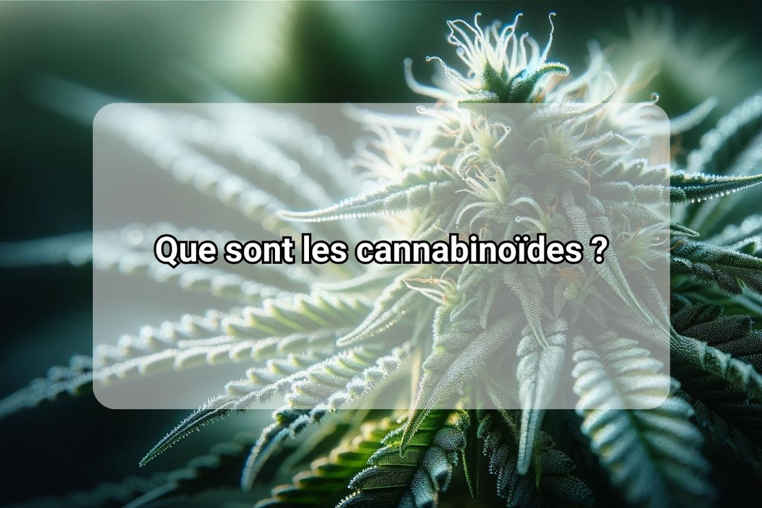 Cosa sono i cannabinoidi?