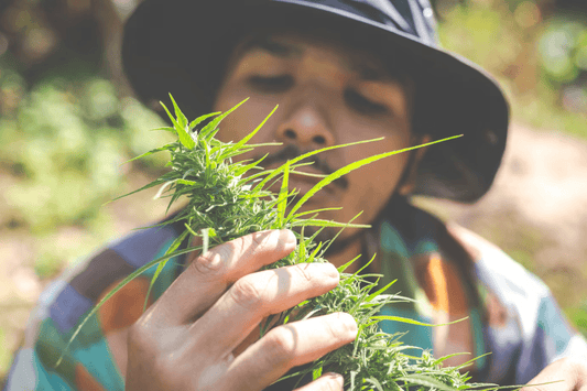 Legalizzazione della cannabis in Thailandia