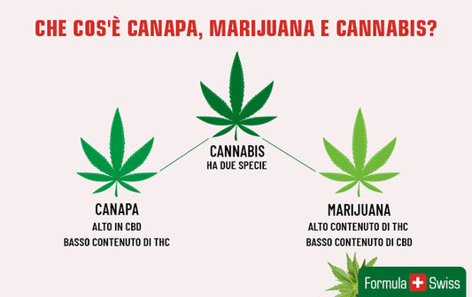 Cosa sono la canapa, la marijuana e la cannabis? La guida completa per la comprensione della cannabis