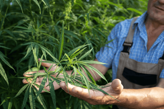 Impatto della cannabis in Uganda