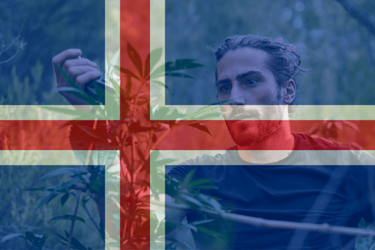 Progetto cannabis medica in Islanda
