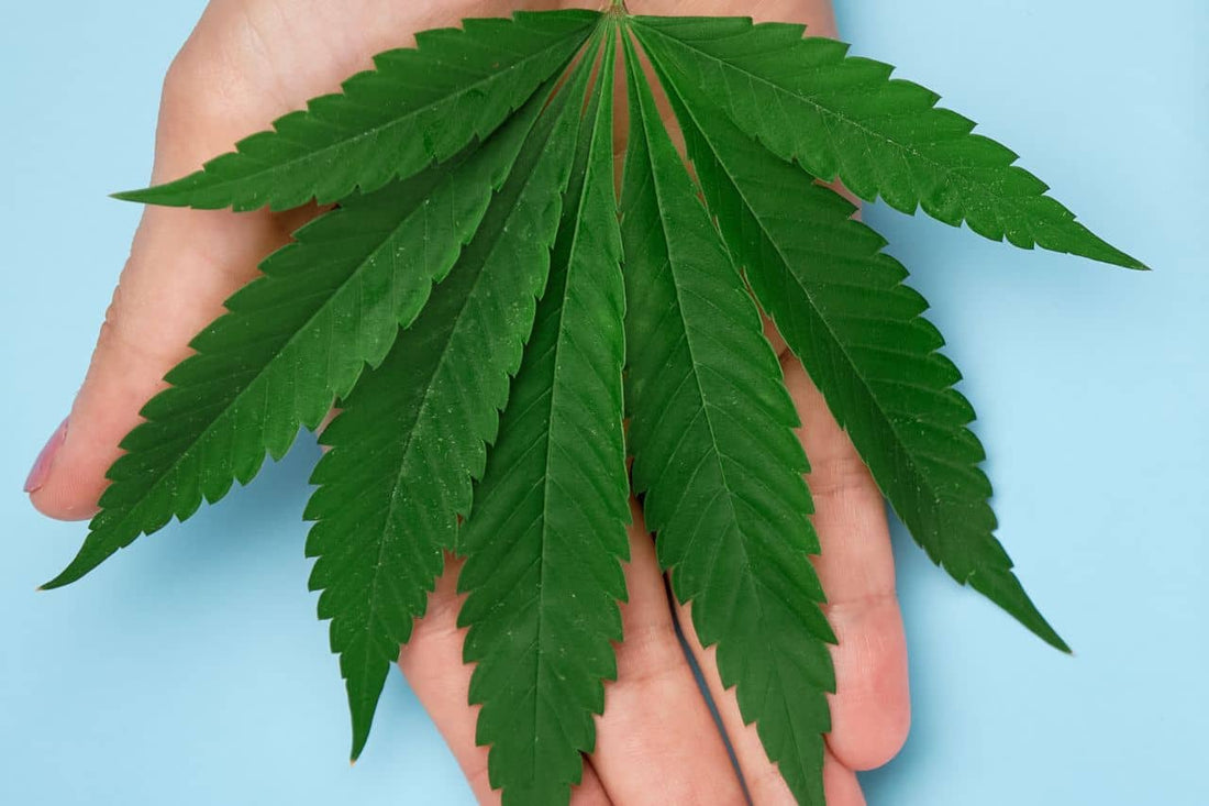 Foglia di cannabis sulla mano