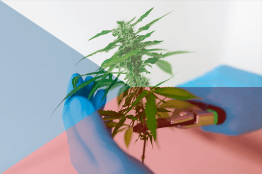 Legalizzazione della cannabis ceca
