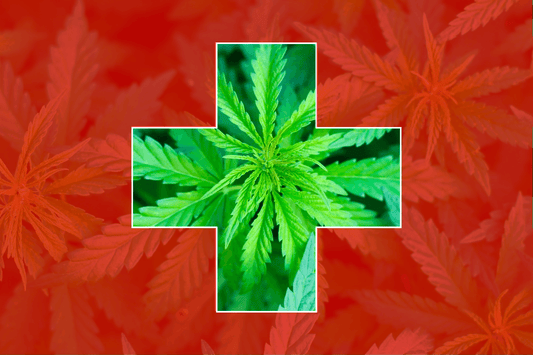 La Svizzera pianifica progetti sulla cannabis