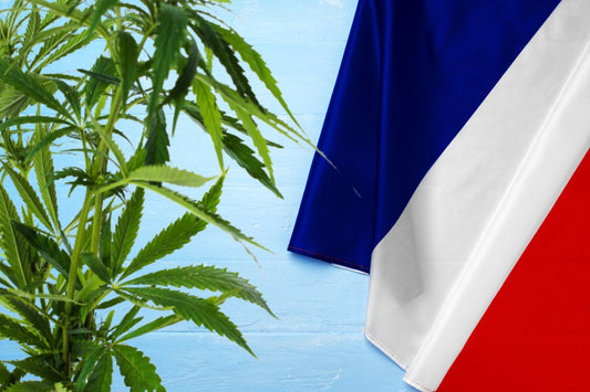 pianta di cannabis e bandiera della Francia