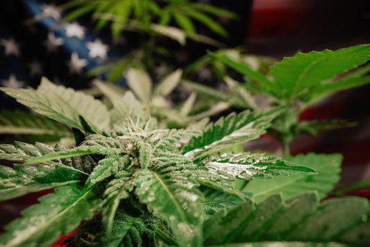 Pianta di cannabis davanti alla bandiera americana