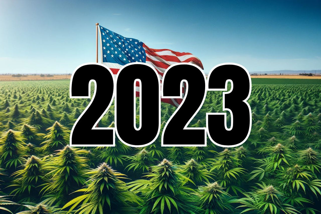 Bandiera americana in un campo di cannabis