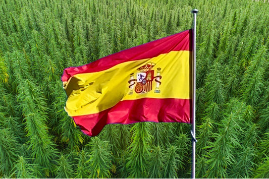 bandiera della Spagna davanti a un campo di canapa