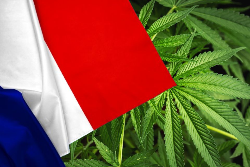Bandiera francese davanti a foglie di cannabis
