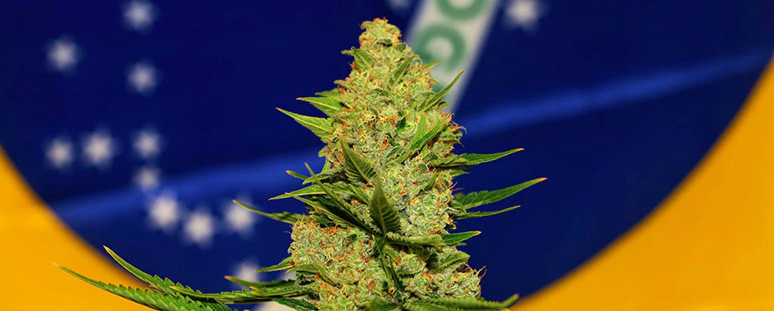 I nostri prodotti sono approvati come cannabis medicinale in Brasile secondo l'ANVISA