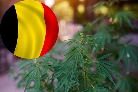 Percorso belga verso la legalizzazione della cannabis