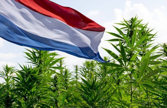 Bandiera olandese in un campo di cannabis