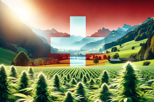 Fattoria di cannabis in Svizzera