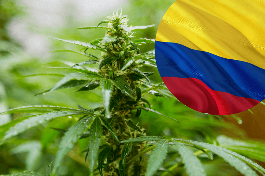 Regolamenti sull'esportazione di cannabis in Colombia