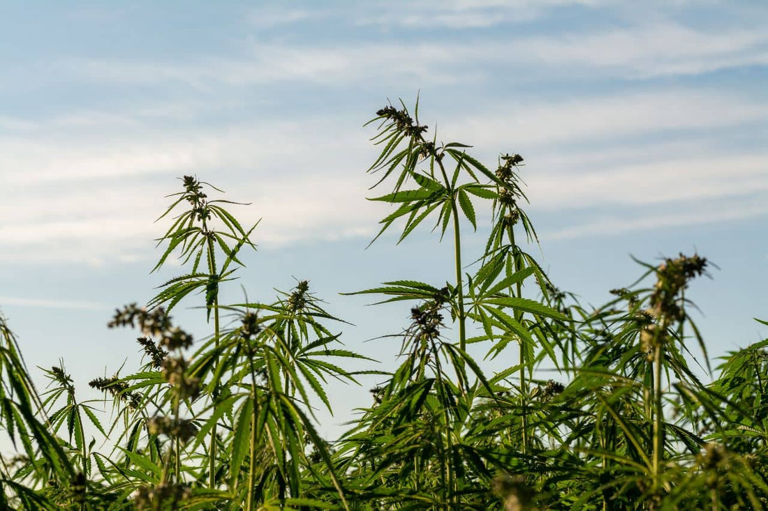 Campo di cannabis e un cielo azzurro