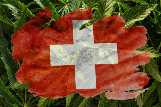 Bandiera svizzera con pianta di cannabis sullo sfondo