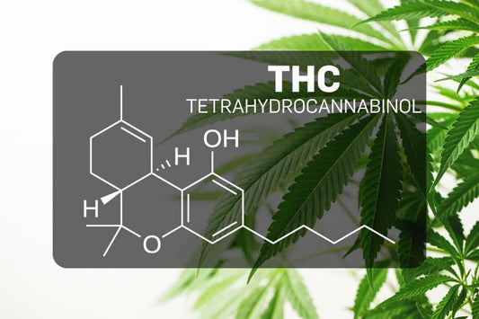 THC - Tetraidrocannabinolo