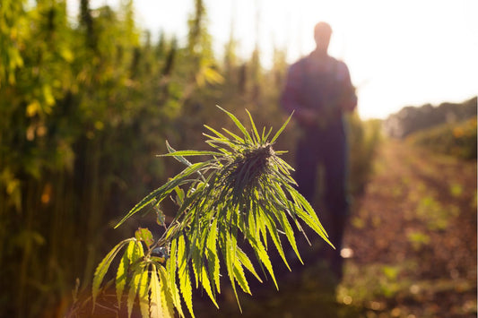 Un campo di cannabis in Marocco