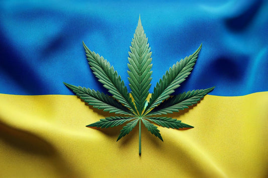 Bandiera ucraina e foglia di cannabis