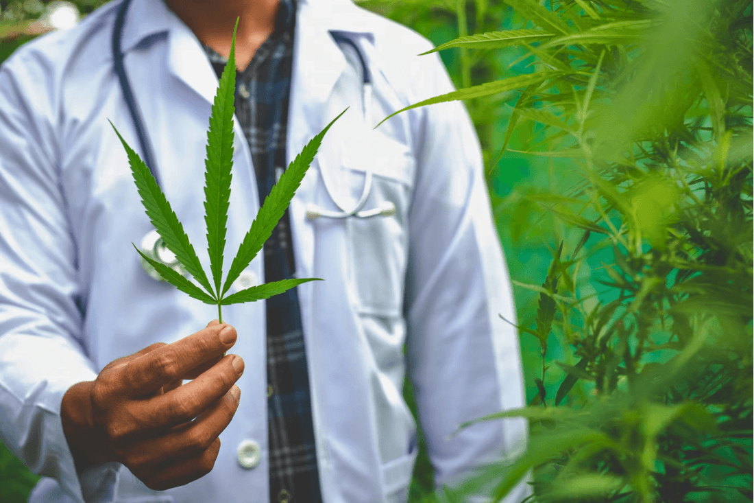 Zurigo lancia lo studio sulla cannabis "Züri Can": Un passo verso una moderna politica sulle droghe