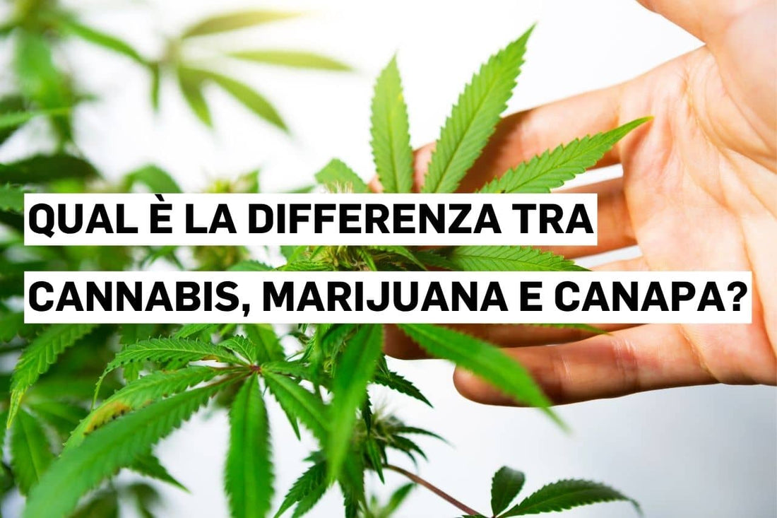 Qual è la differenza tra cannabis, marijuana e canapa?