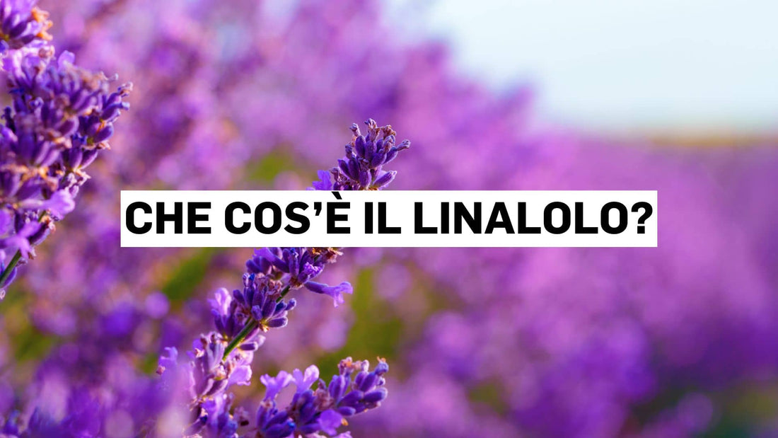 Che cos’è il linalolo?