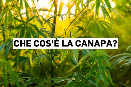 Che cos’è la canapa?