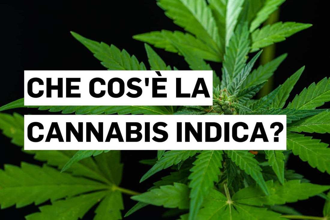 Che cos'è la Cannabis indica?