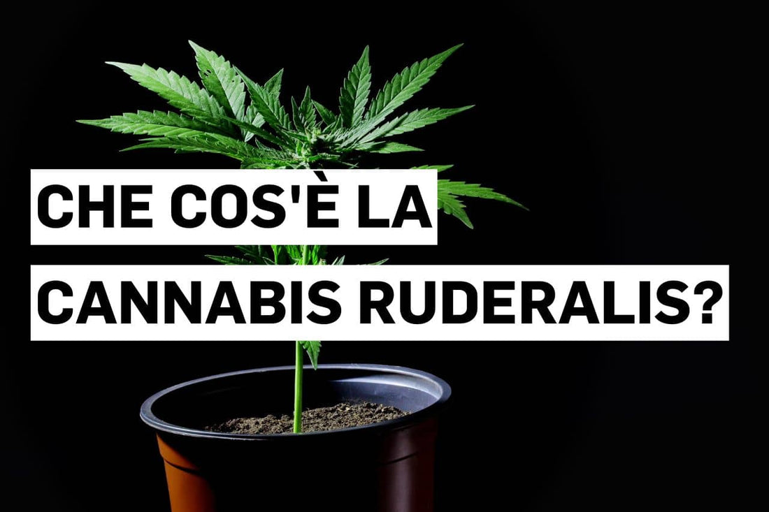 Che cos'è la Cannabis ruderalis?