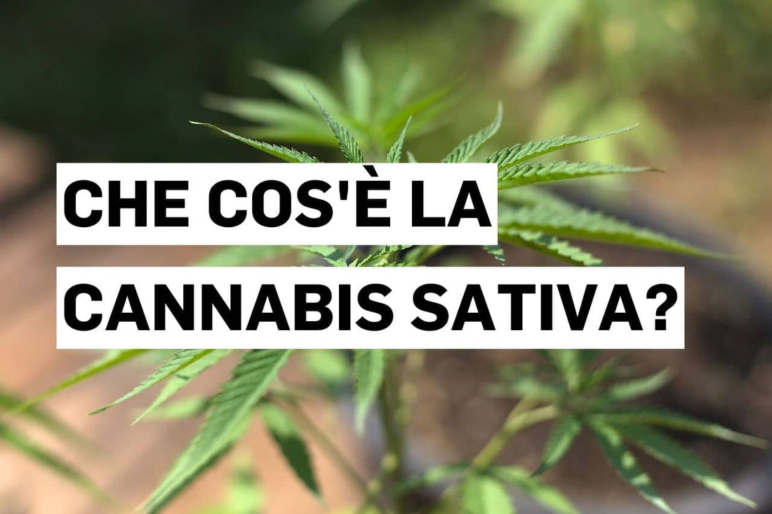 Che cos'è la Cannabis sativa?