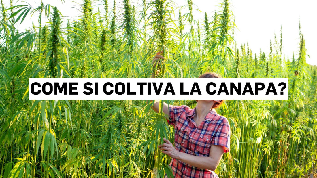 Come si coltiva la canapa?