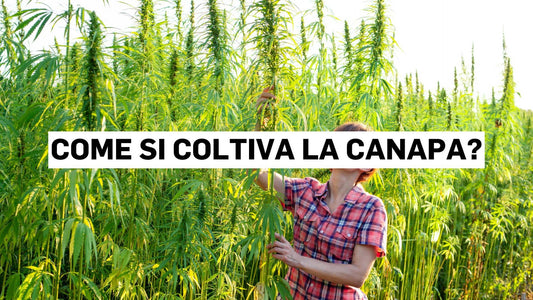 Come si coltiva la canapa?
