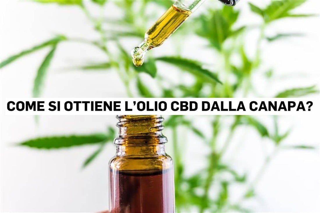 Come si ottiene l’olio CBD dalla canapa?