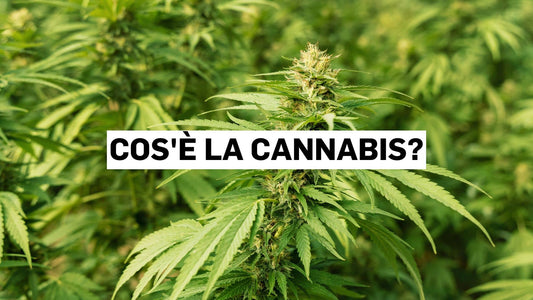 Cos'è la cannabis?
