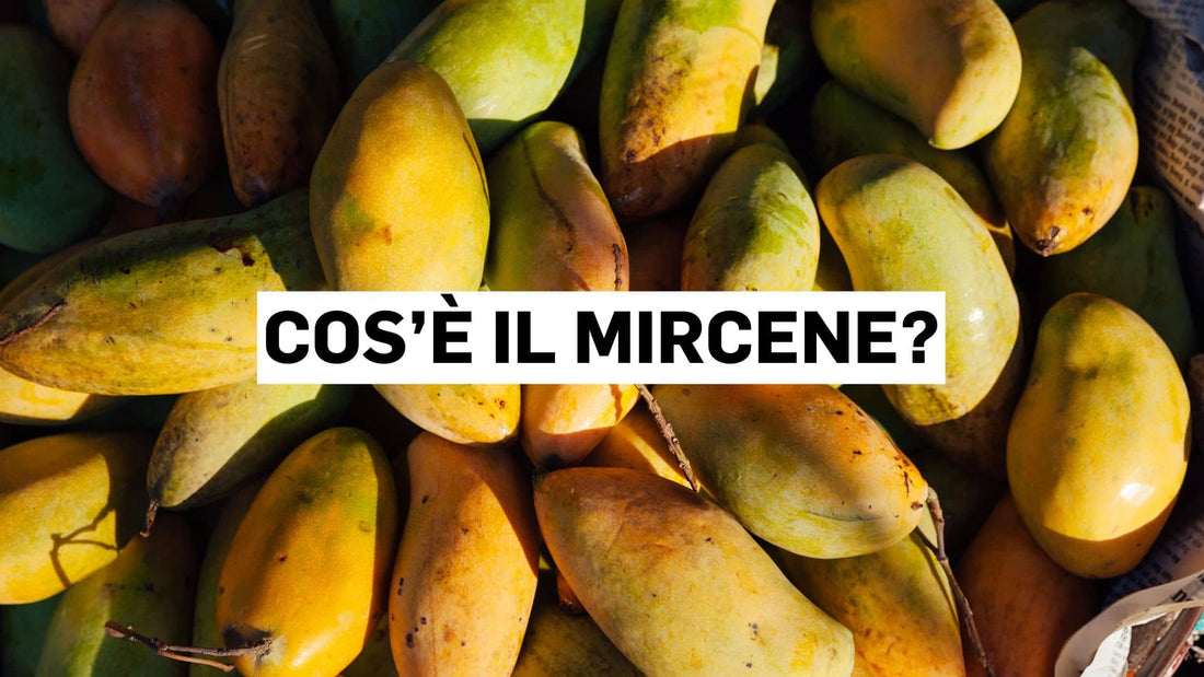 Cos’è il mircene?